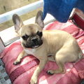 Franse Bulldog
