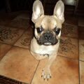 Franse Bulldog