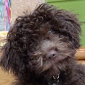Lagotto Romagnolo