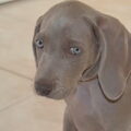 Weimaraner