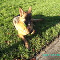 Duitse Herder