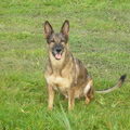 Duitse Herder