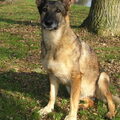 Duitse Herder