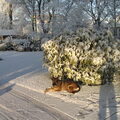 Duitse Herder