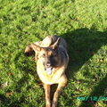 Duitse Herder