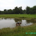Duitse Herder