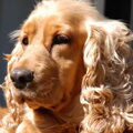 Engelse Cocker Spaniel