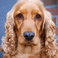 Engelse Cocker Spaniel