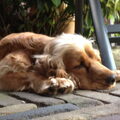 Engelse Cocker Spaniel