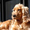 Engelse Cocker Spaniel