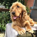 Engelse Cocker Spaniel