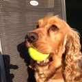 Engelse Cocker Spaniel
