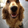 Engelse Cocker Spaniel