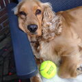 Engelse Cocker Spaniel