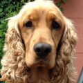 Engelse Cocker Spaniel