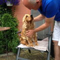Engelse Cocker Spaniel