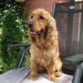 Engelse Cocker Spaniel