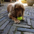 Engelse Cocker Spaniel