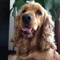 Engelse Cocker Spaniel