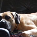 Boerboel
