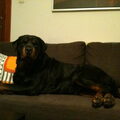 Rottweiler