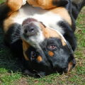 Grote Zwitserse Sennenhond