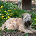 Irish Softcoated Wheaten Terriër