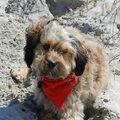 Irish Softcoated Wheaten Terriër