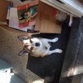 Noorse lundehond