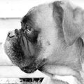 Boxer