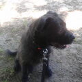 Bouvier des Ardennes