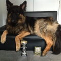 Oud Duitse Herdershond