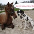Dalmatische hond