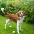 Kooikerhondje