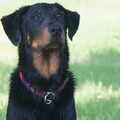 Beauceron