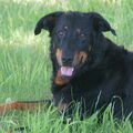 Beauceron