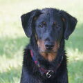 Beauceron