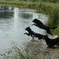 Beauceron