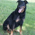 Beauceron