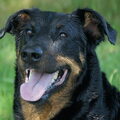 Beauceron