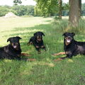 Beauceron