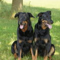 Beauceron