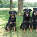 Beauceron