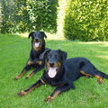 Beauceron