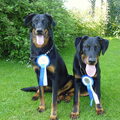 Beauceron