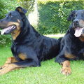 Beauceron