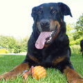 Beauceron