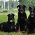 Beauceron