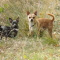 Chihuahua, korthaar