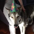Saarlooswolfhond